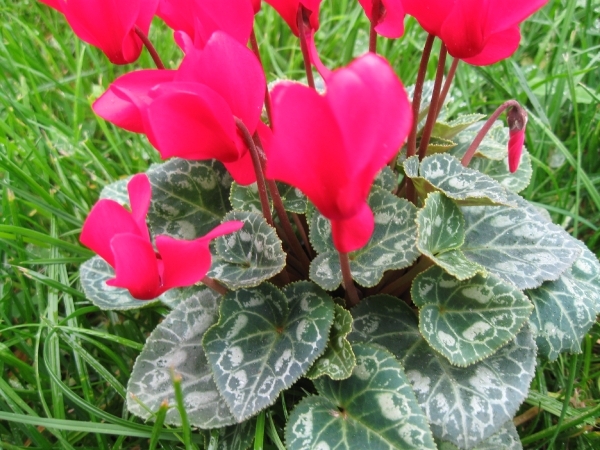 Cyclamen Persicum 003