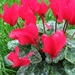 Cyclamen Persicum 004