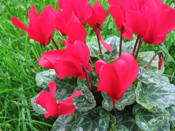 Cyclamen Persicum 004