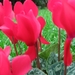 Cyclamen Persicum 005