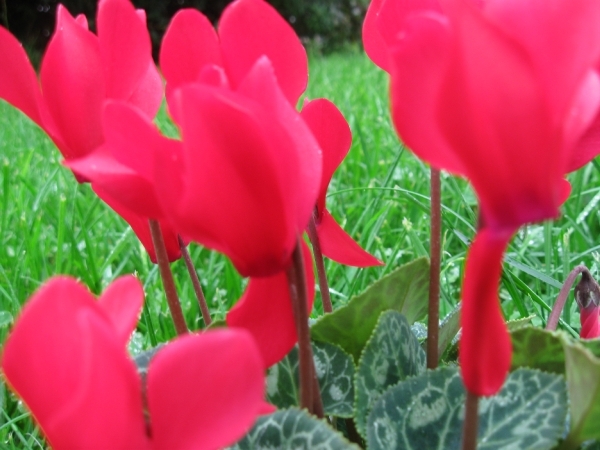 Cyclamen Persicum 005