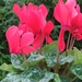 Cyclamen Persicum 006