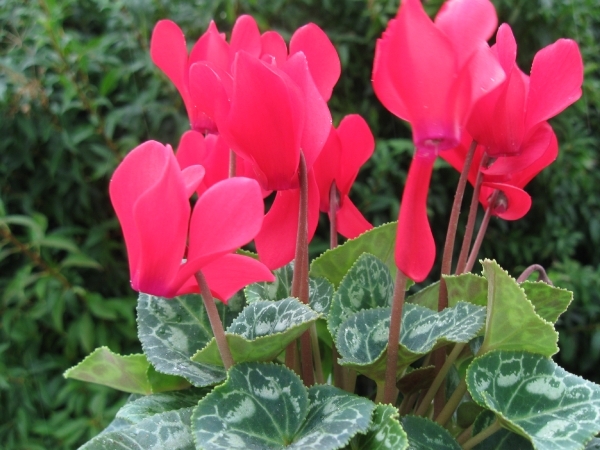 Cyclamen Persicum 006