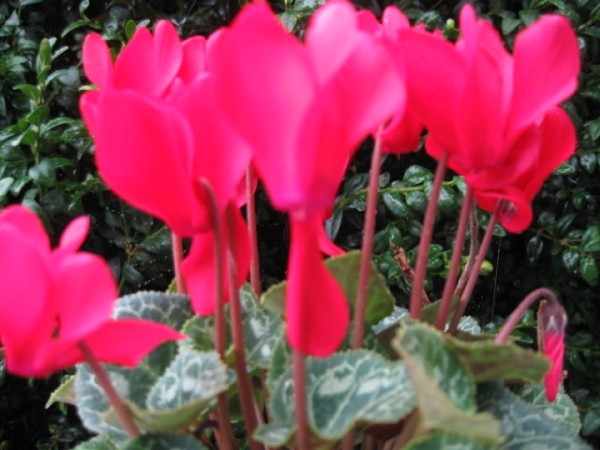 Cyclamen Persicum 007