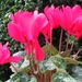 Cyclamen Persicum 008