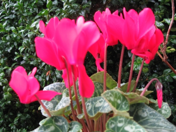 Cyclamen Persicum 008