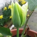 groen-witte tulp 002