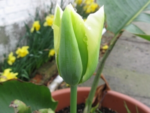 groen-witte tulp 002