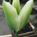 groen-witte tulp 004