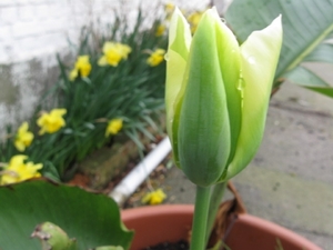 groen-witte tulp 006