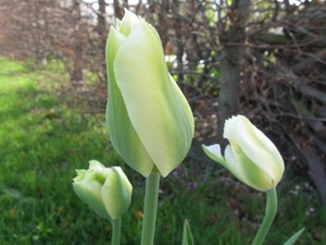 groen witte 002