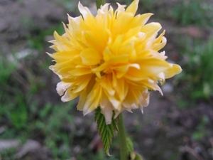 Kerria Japonica Pleniflora 001