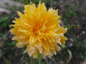 Kerria Japonica Pleniflora 002