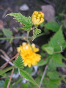 Kerria Japonica Pleniflora 003