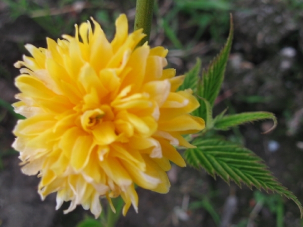 Kerria Japonica Pleniflora 005