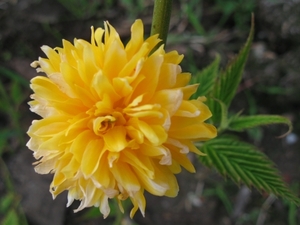 Kerria Japonica Pleniflora 006