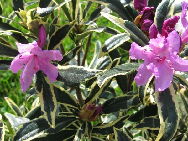 Rododendron paars 002