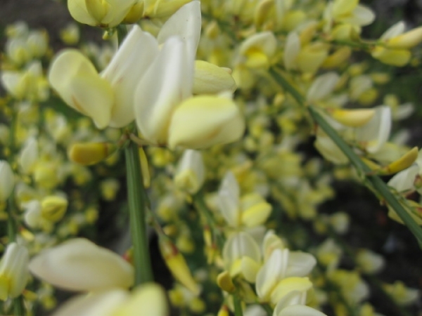 Cytisus praecox en hulst bloemen 008