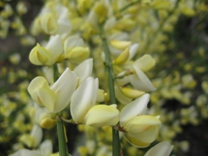 Cytisus praecox en hulst bloemen 010