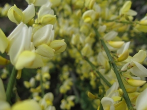 Cytisus praecox en hulst bloemen 011