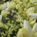 Cytisus praecox en hulst bloemen 012