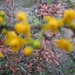 Berberis en Stenophylla en Prunus Laurocerasus 001