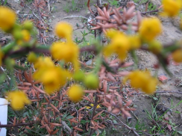 Berberis en Stenophylla en Prunus Laurocerasus 001