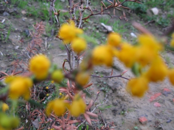 Berberis en Stenophylla en Prunus Laurocerasus 002