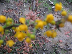 Berberis en Stenophylla en Prunus Laurocerasus 003