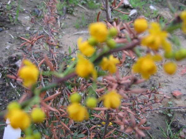 Berberis en Stenophylla en Prunus Laurocerasus 004