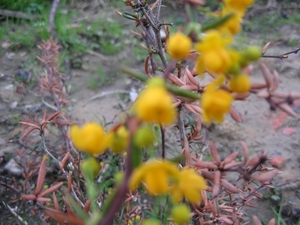 Berberis en Stenophylla en Prunus Laurocerasus 005