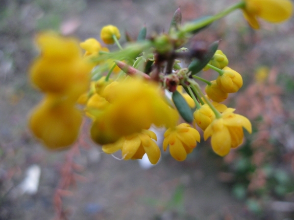 Berberis en Stenophylla en Prunus Laurocerasus 006