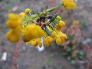 Berberis en Stenophylla en Prunus Laurocerasus 007