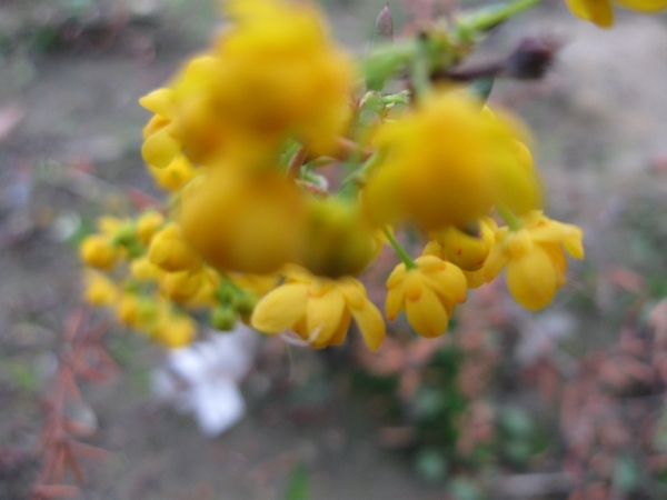 Berberis en Stenophylla en Prunus Laurocerasus 008