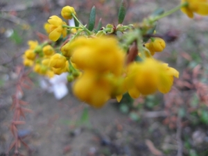 Berberis en Stenophylla en Prunus Laurocerasus 009