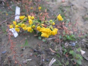 Berberis en Stenophylla en Prunus Laurocerasus 010