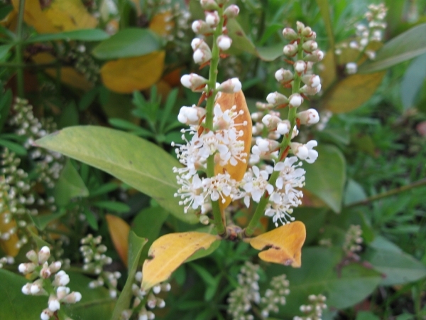 Berberis en Stenophylla en Prunus Laurocerasus 011