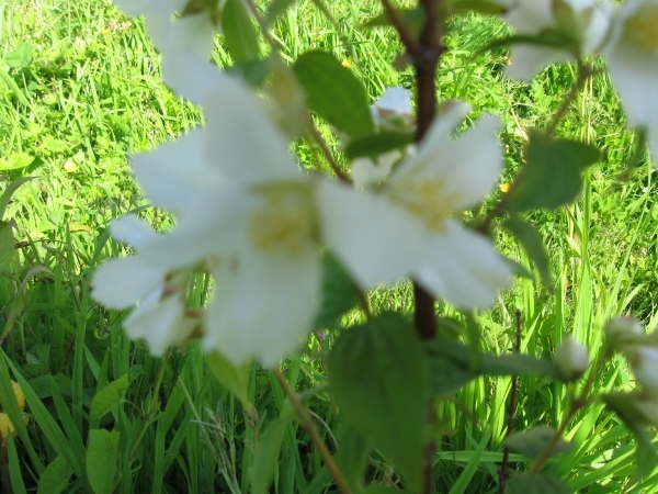 Juni bloemen 004