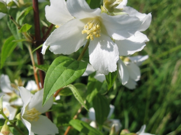 Juni bloemen 008