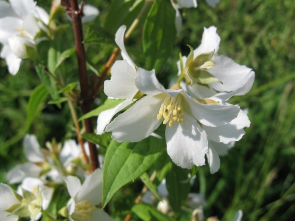 Juni bloemen 009