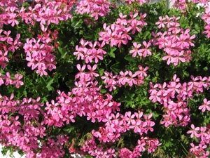 Rankgerariums 004