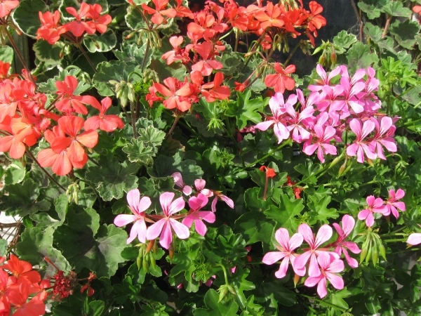 gerariums twee kleuren 001