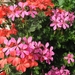 gerariums twee kleuren 002