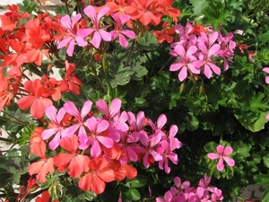 gerariums twee kleuren 002