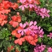 gerariums twee kleuren 003