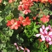 gerariums twee kleuren 004