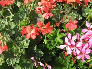 gerariums twee kleuren 004