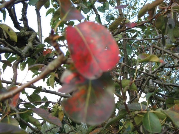 beukennootjes en herfstblaren 005