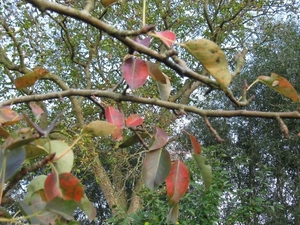 beukennootjes en herfstblaren 006