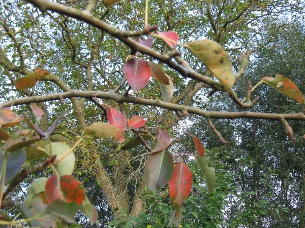 beukennootjes en herfstblaren 006